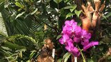 Pražská botanická zahrada vystaví na 650 orchidejí: Loni o ně návštěvníky připravil koronavirus