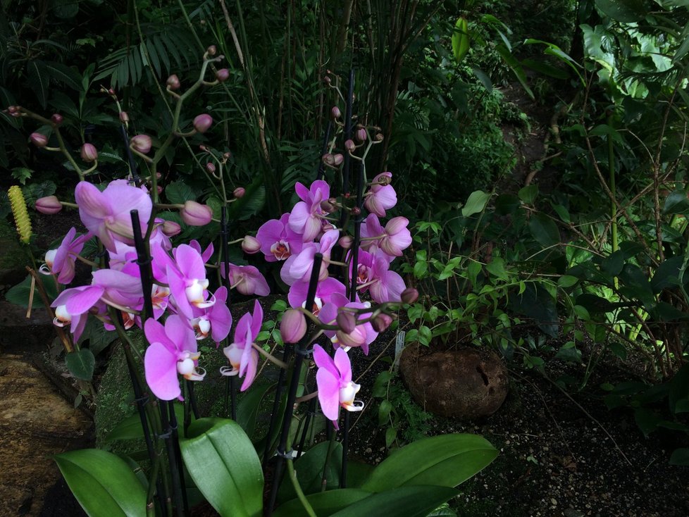 Botanická zahrada v Praze zahájí výstavu orchidejí ve skleníku Fata Morgana.