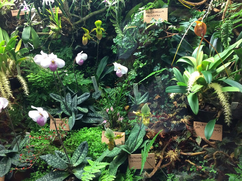 Botanická zahrada v Praze zahájí výstavu orchidejí ve skleníku Fata Morgana.