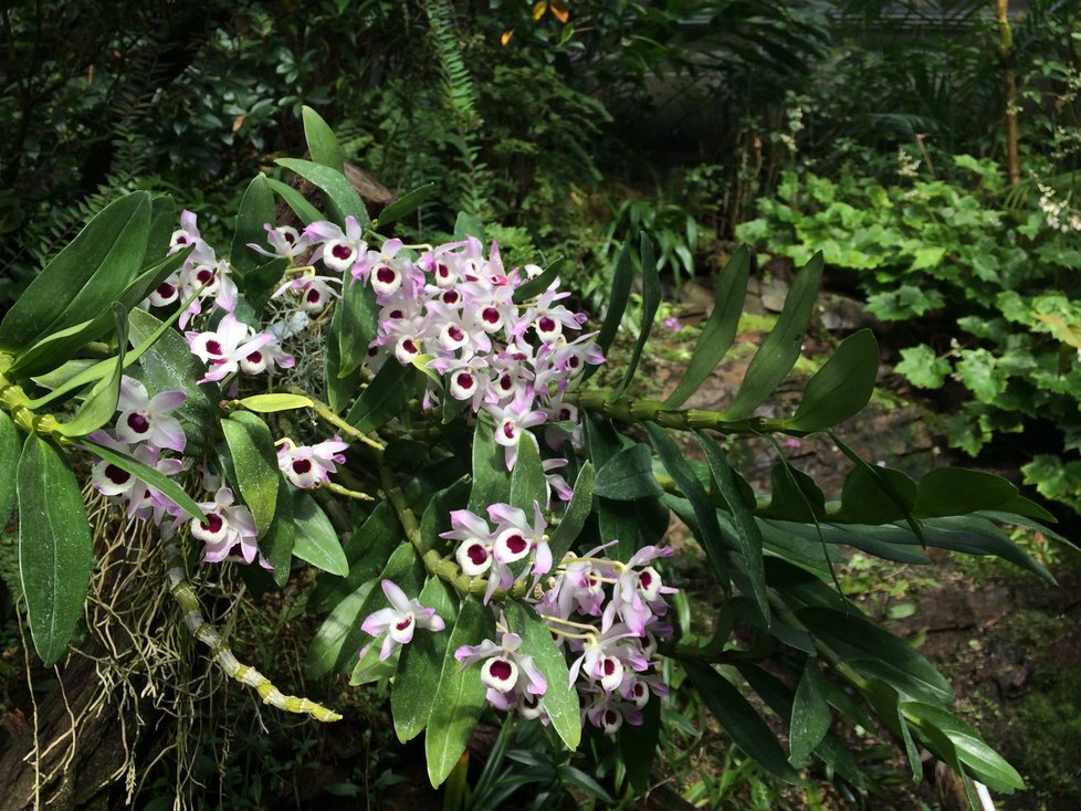 Botanická zahrada v Praze zahájí výstavu orchidejí ve skleníku Fata Morgana.