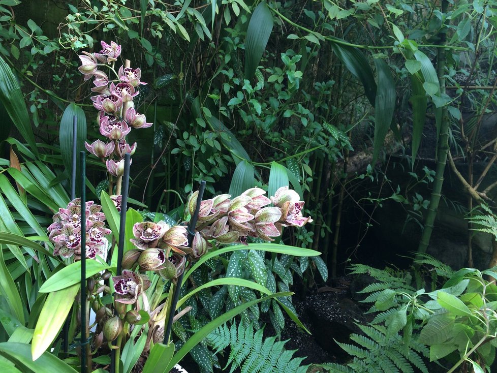 Botanická zahrada v Praze zahájila výstavu orchidejí ve skleníku Fata Morgana.