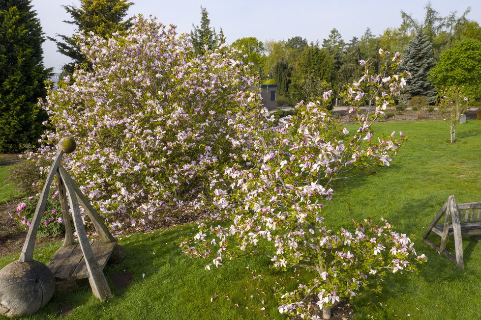 Botanická zahrada Troja: Tyhle krásy bude mít nový majitel takřka za humny.