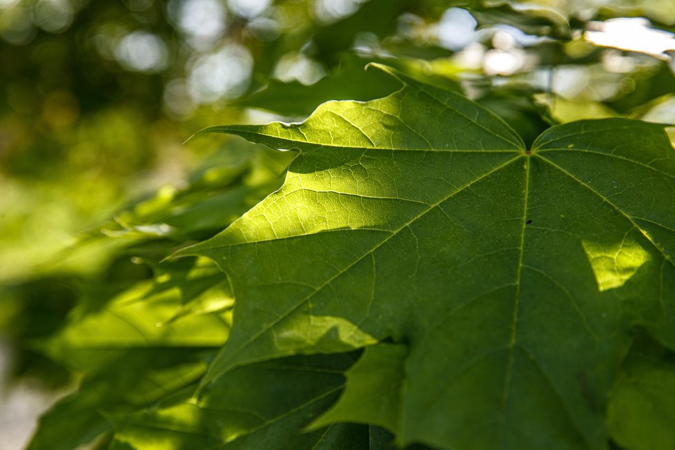 Botanická zahrada je koncem dubna po znovuotevření svých venkovních expozic znovu plná života.