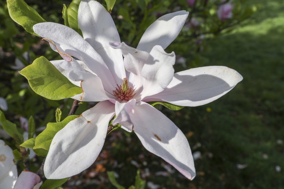 Botanická zahrada je koncem dubna po znovuotevření svých venkovních expozic znovu plná života.