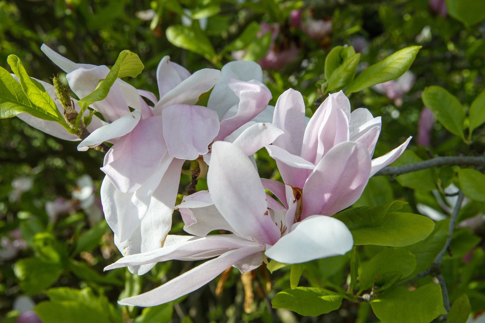 Botanická zahrada je koncem dubna po znovuotevření svých venkovních expozic znovu plná života.