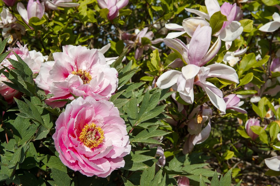 Botanická zahrada je koncem dubna po znovuotevření svých venkovních expozic znovu plná života.