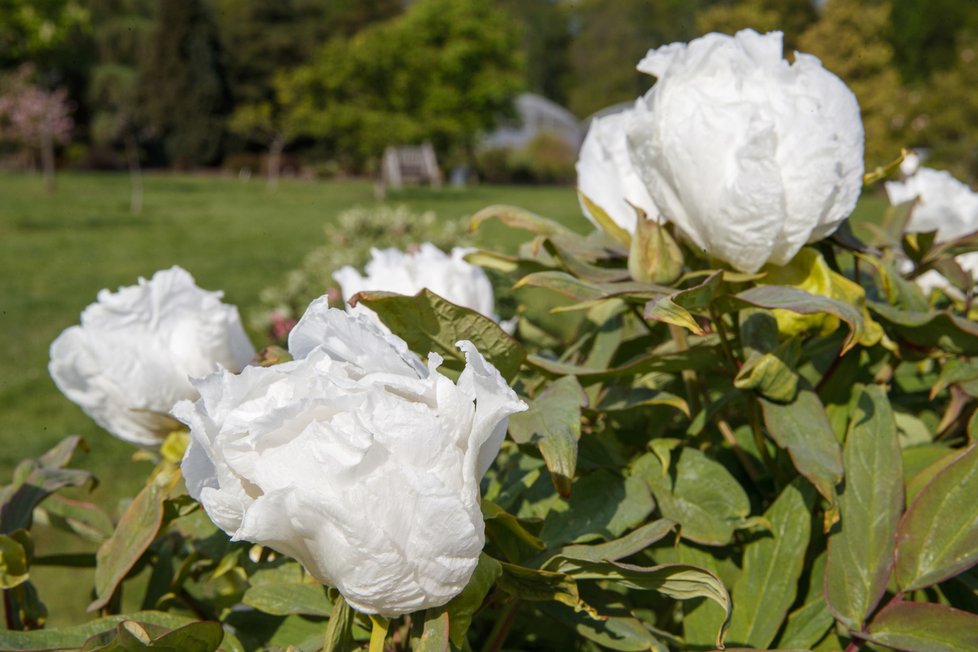 Botanická zahrada je koncem dubna po znovuotevření svých venkovních expozic znovu plná života.