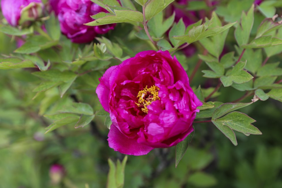 Botanická zahrada je koncem dubna po znovuotevření svých venkovních expozic znovu plná života.