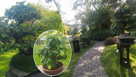 Miniaturní zeleň uprostřed odkvétající přírody: Botanická zahrada na podzim uvádí výstavu bonsají