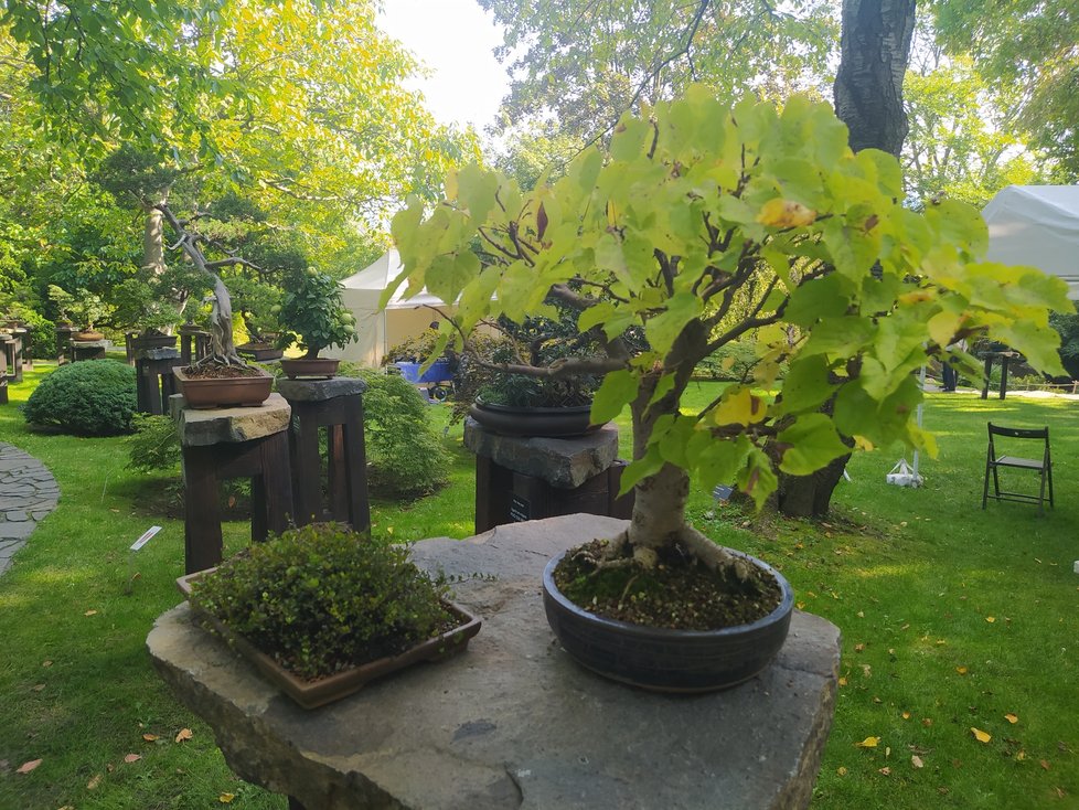 Výstava bonsají v pražské botanické zahradě v Troji se netradičně místo na jaře uskutečňuje na podzim.