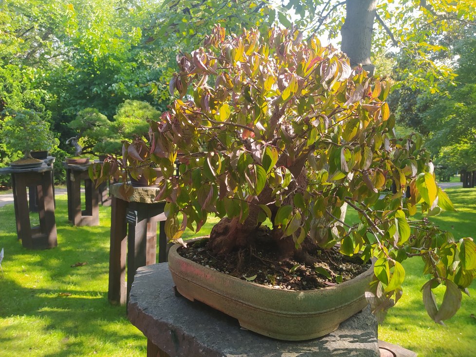 Výstava bonsají v pražské botanické zahradě v Troji se netradičně místo na jaře uskutečňuje na podzim.
