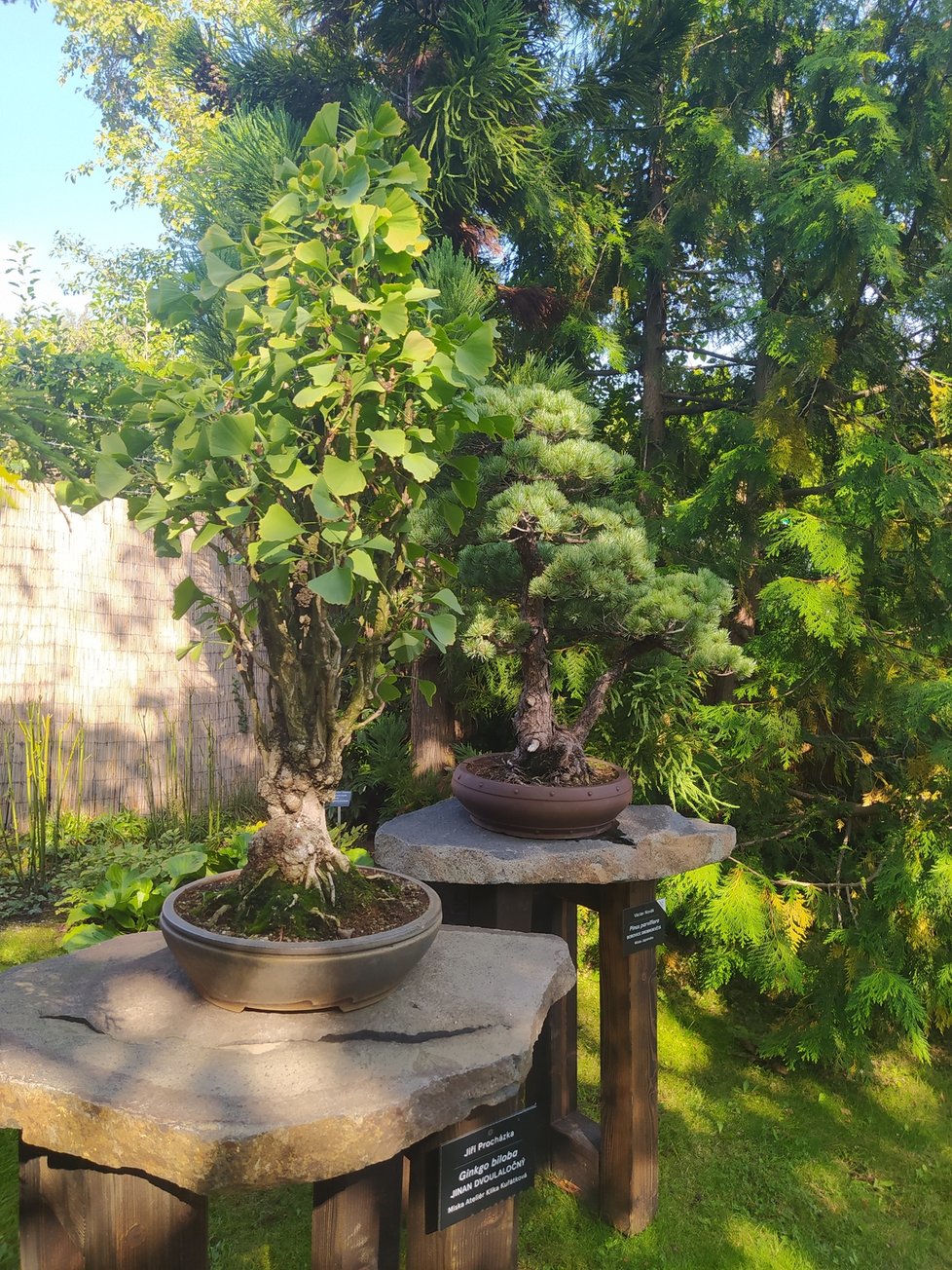 Výstava bonsají v pražské botanické zahradě v Troji se netradičně místo na jaře uskutečňuje na podzim. 