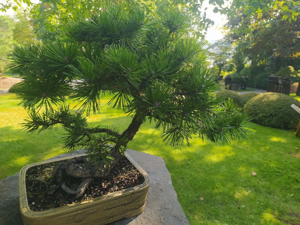 Výstava bonsají v pražské botanické zahradě v Troji se netradičně místo na jaře uskutečňuje na podzim.