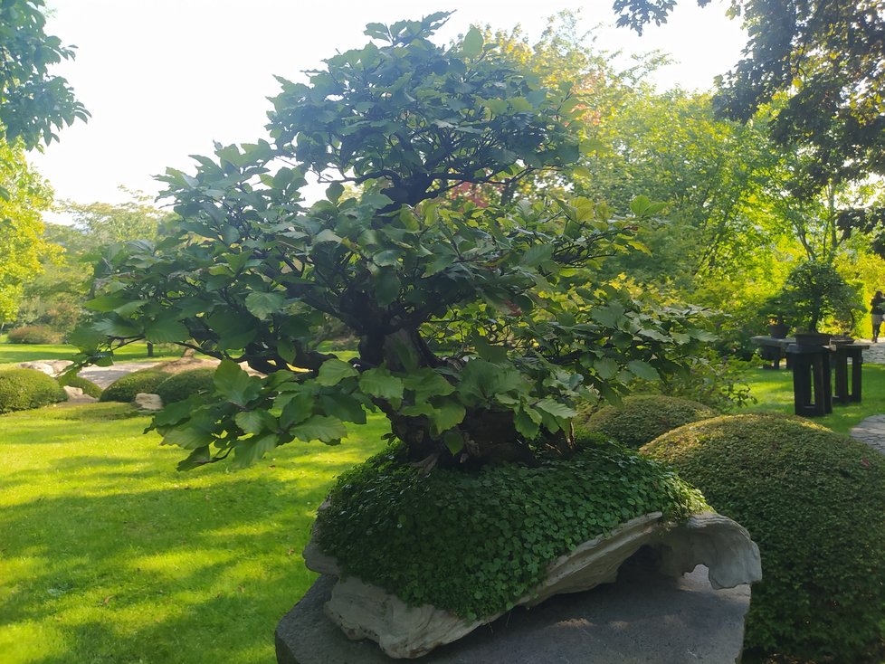 Buk ze sbírek botanické zahrady, který na mezinárodní soutěži v roce 2019 v polských Wojslawicích obdržel cenu diváků.