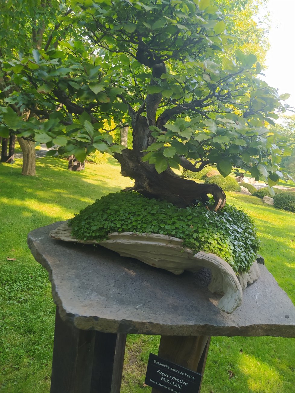 Buk ze sbírek botanické zahrady, který na mezinárodní soutěži v roce 2019 v polských Wojslawicích obdržel cenu diváků.