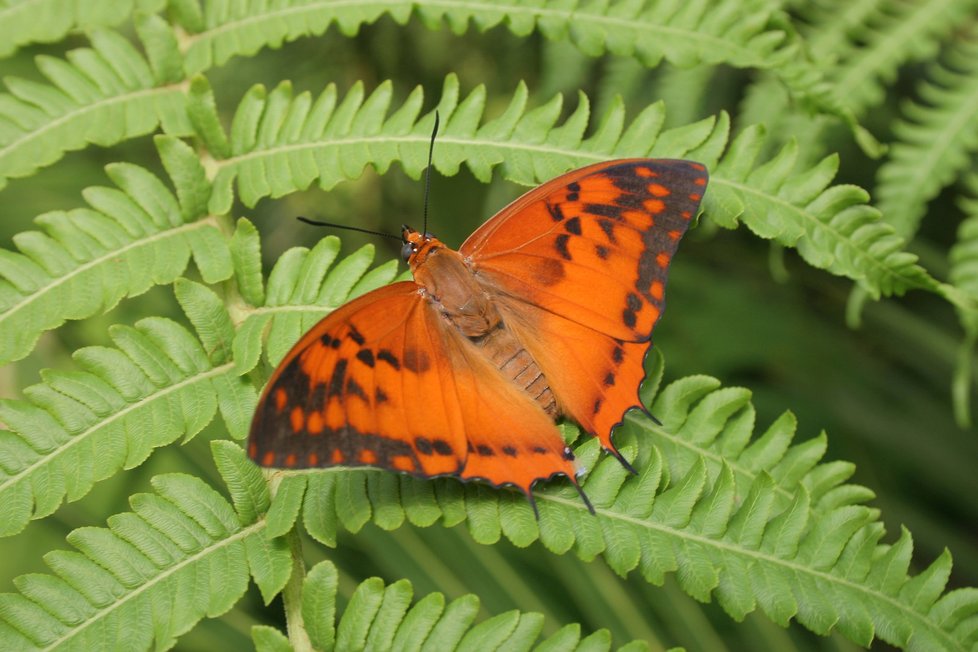 Motýl druhu Charaxes