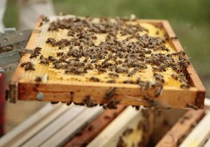 Botanická zahrada pořídila 4 nové úly a obnovuje včelstvo