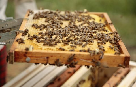 Noví obyvatelé Troji! Botanická zahrada pořídila 4 nové včelí úly, návštěvníci do nich i uvidí