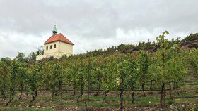 Vinice svaté Kláry v botanické zahradě bude o víkendu slavit svátek své patronky.