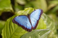Křehká nádhera: V botanické zahradě se „uhnízdili“ pestrobarevní exotičtí motýli