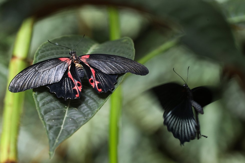 Výstava exotických motýlů v Botanické zahradě hl. m. v Troji potrvá do 21. května 2023.