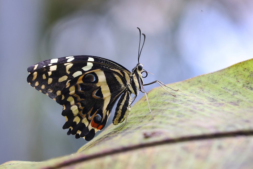 Výstava exotických motýlů v Botanické zahradě hl. m. v Troji potrvá do 21. května 2023.