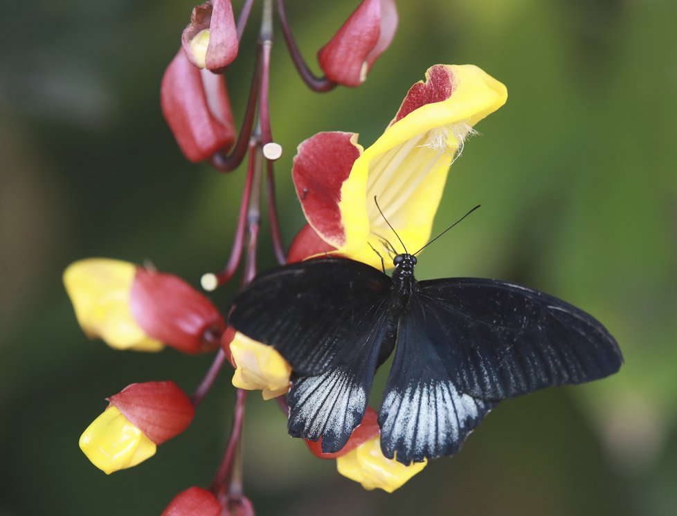 Motýli mají život jeden, dva nebo tři týdny. Záleží na druhu a velikosti.