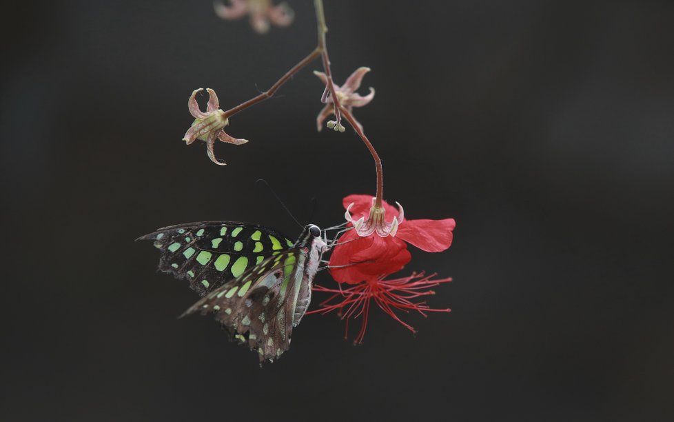Oblíbená výstava tropických motýlů ve skleníku Fata Morgana byla zahájeny. Na tyto fešáky se můžete těšit.
