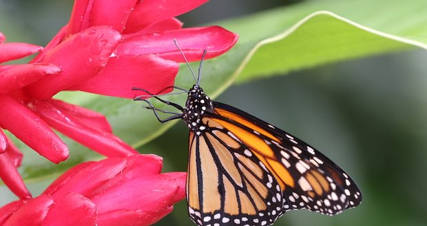 Oblíbená výstava motýlů v botanické zahradě vypukne 19. dubna