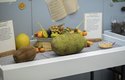 Džekfrut neboli žakie je největší ovoce na světě