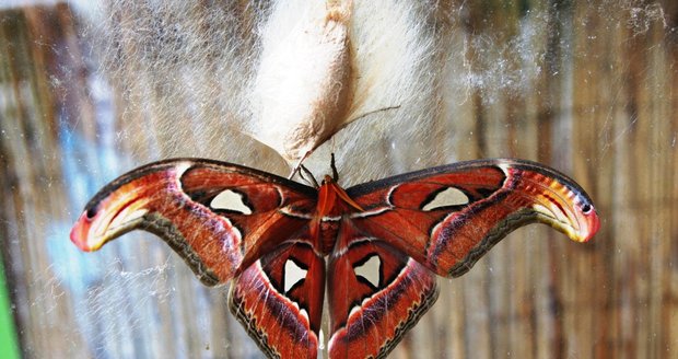 Největší motýl v botanické zahradě Attacus atlas