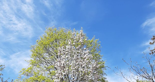 Rozkvetlá botanická zahrada od 20. dubna znovu přivítá návštěvníky.