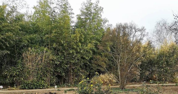 Pokácené stromy v botanické zahradě vzbudily mezi místními pozdvižení