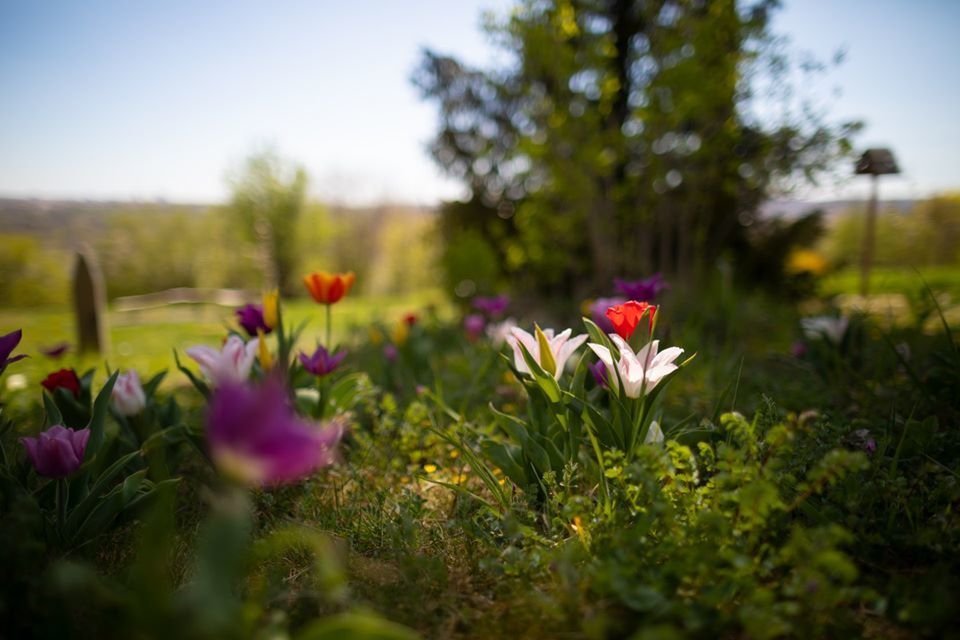 Rozkvetlá botanická zahrada od 20. dubna znovu přivítá návštěvníky