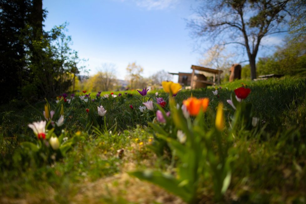 Rozkvetlá botanická zahrada od 20. dubna znovu přivítá návštěvníky