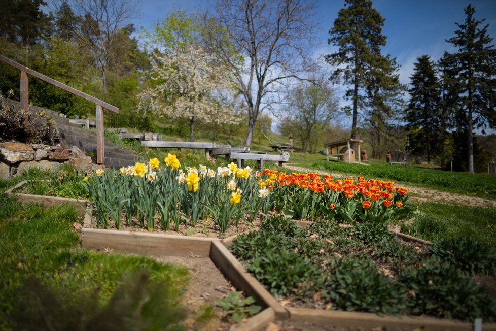 Rozkvetlá botanická zahrada od 20. dubna znovu přivítá návštěvníky.