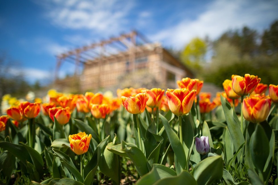 Rozkvetlá botanická zahrada od 20. dubna znovu přivítá návštěvníky