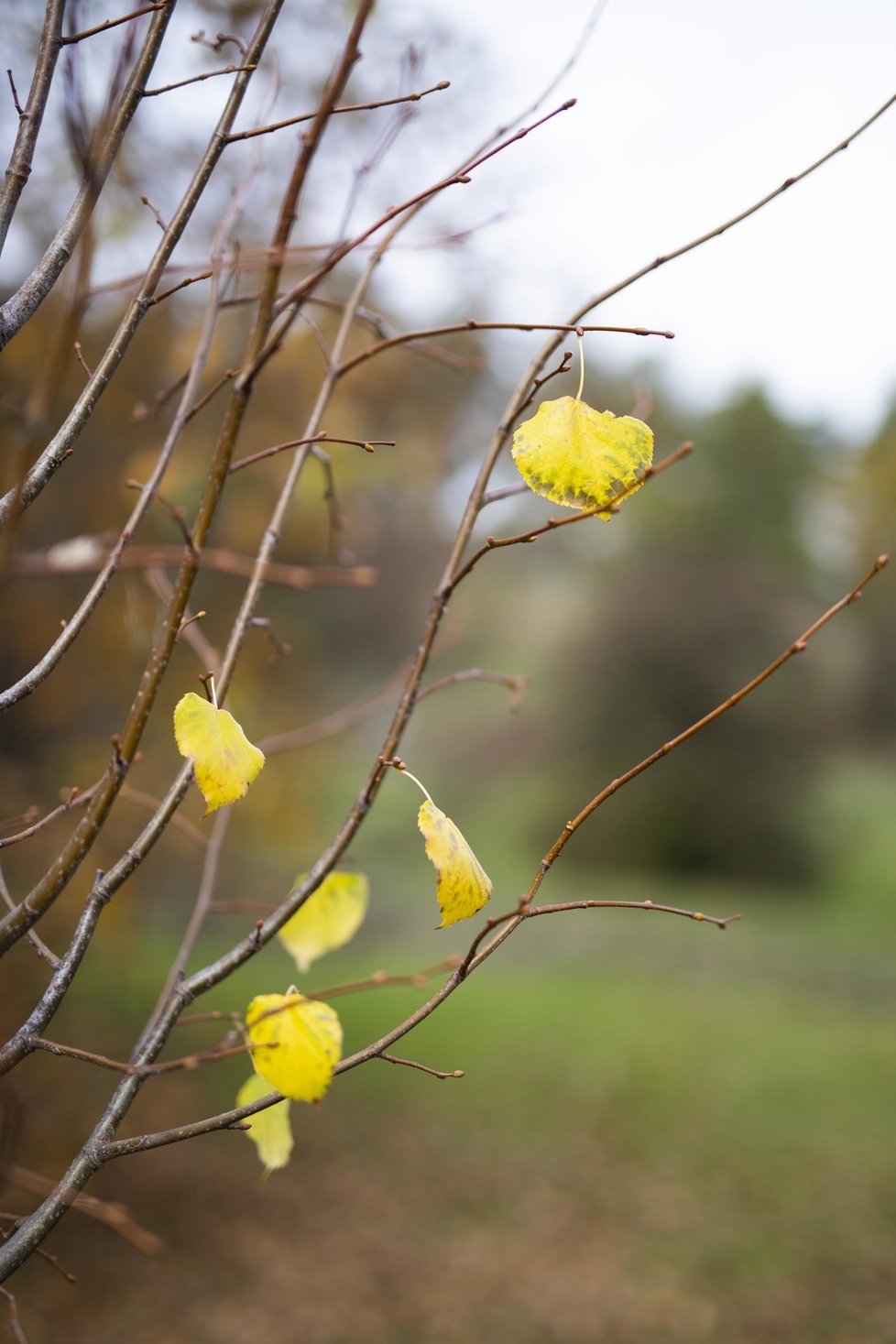 Národní strom lípa malolistá bude od nynějška krášlit prostory botanické zahrady v Troji.