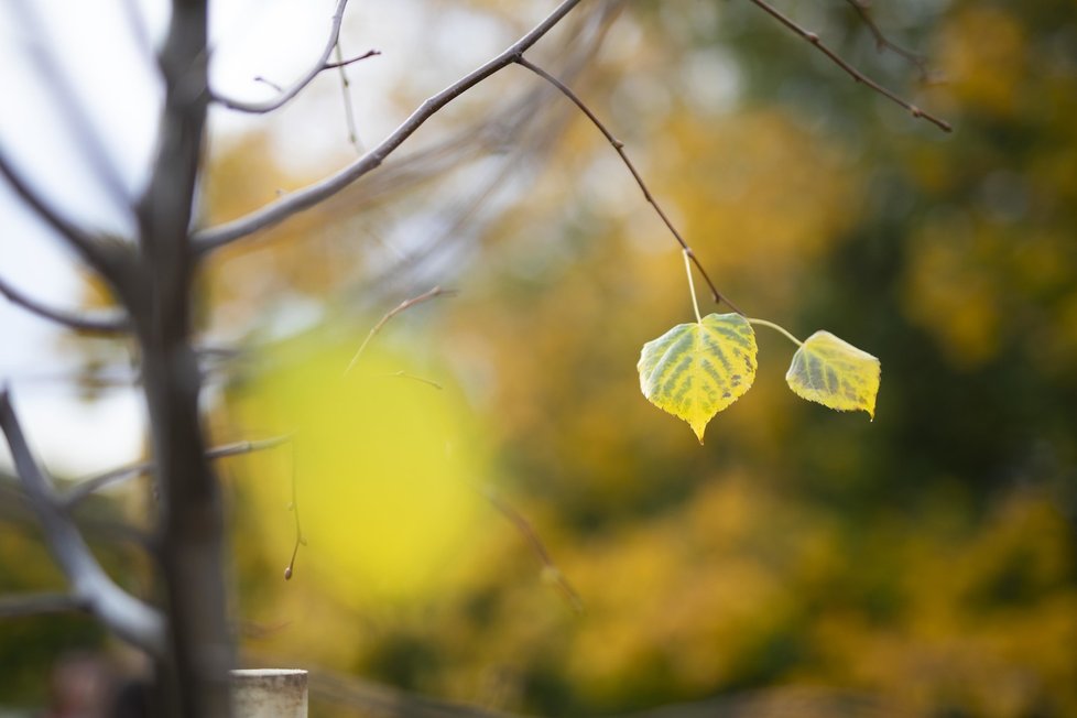 Národní strom lípa malolistá zasadil Tomáš Lom na podzim 2019 v botanické zahradě.