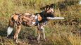 Na stezkách Botswany jsou psi hyenovití dobře chráněni - zatím tedy ještě mají domov.