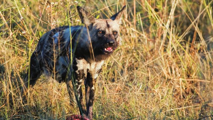 Pes hyenovitý je nápadně zbarvená psovitá šelma, obývající větší část subsaharské Afriky. Žije ve smečkách majících složitou hierarchii.