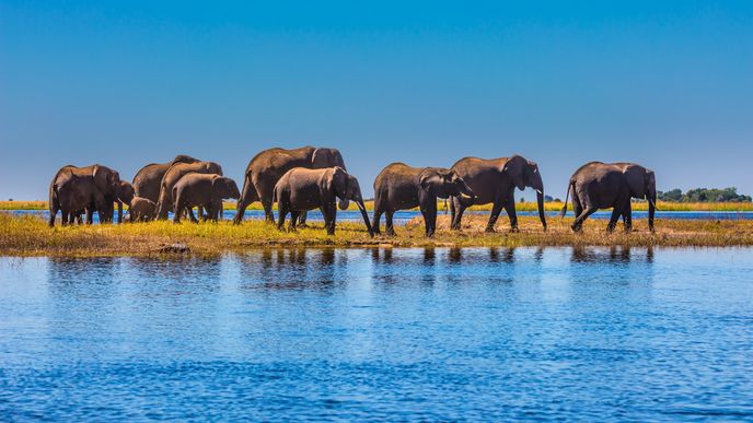 Botswana: Národní park Chobe