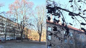 V Krči visí na stromě desítky párů bot.