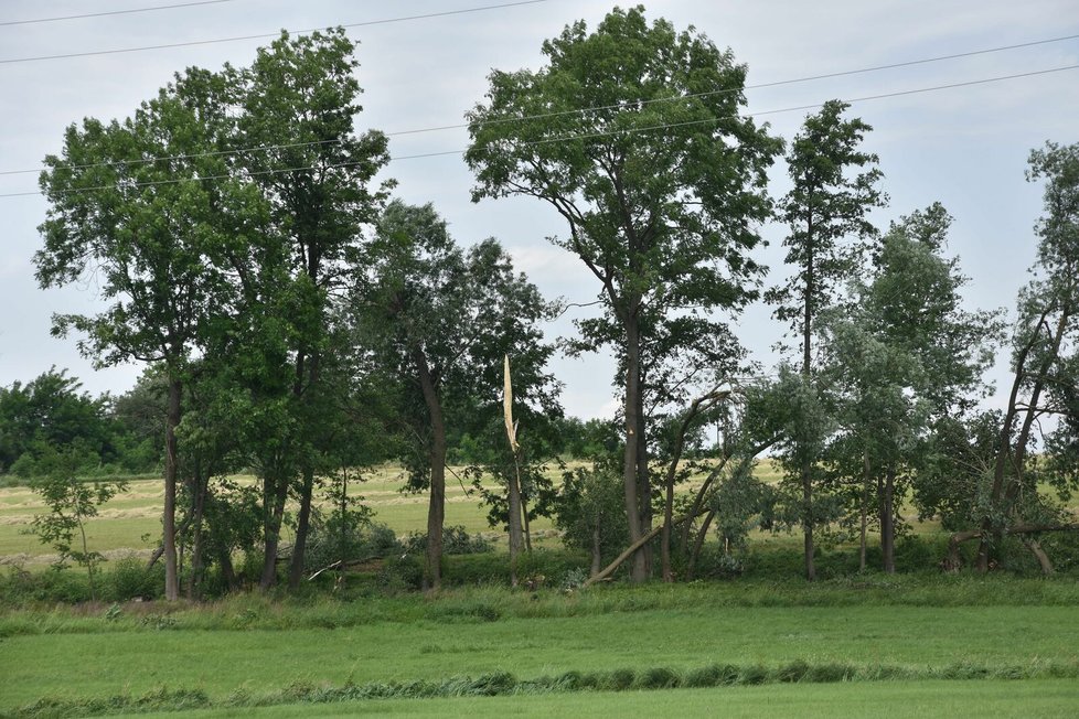 Zlámané stromy u obce, odkud se přihnal downburst