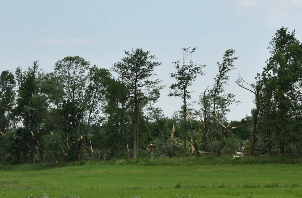 Zlámené stromy u obce odkud se přihnal downburst.