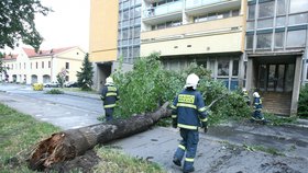 Bouře v Praze: Padlý strom v ulici  Magnitogorská