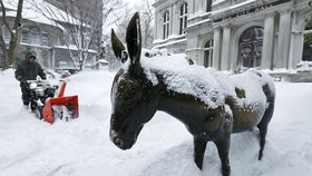 Zvířata jsou o něco odolnější, ale i tak není příval takévho množství sněhu takou radostí