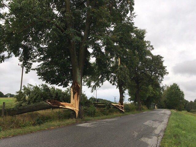 Bouřka a silný vítr vyvrátily v noci na sobotu desítky tisíc stromů na Šumavě.