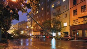 Bouře vyrvala v Brně strom, který spadnul na elektrické vedení