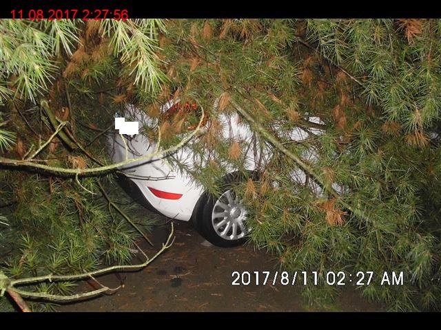 Čtyři zaparkovaná auta poškodil strom ve vnitrobloku u Čapkovy ulice v Brně.